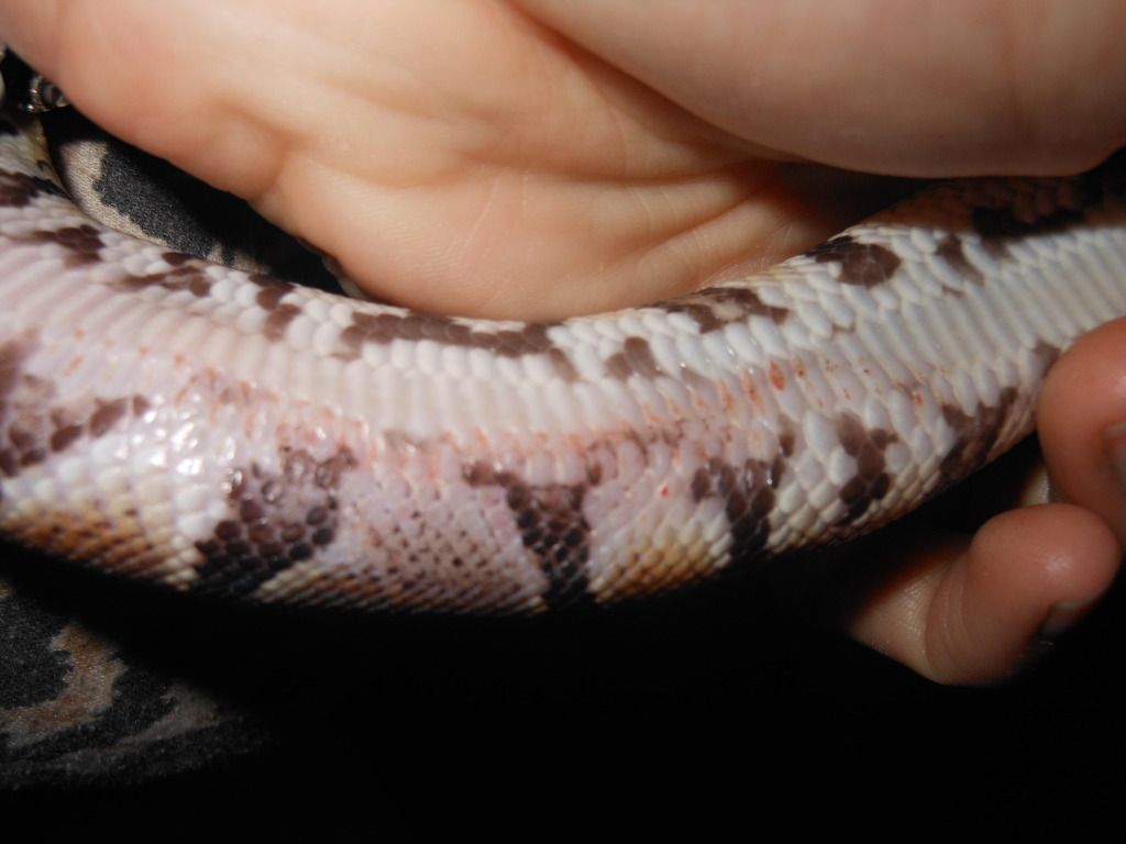 Scale Rot? Reptile Forums